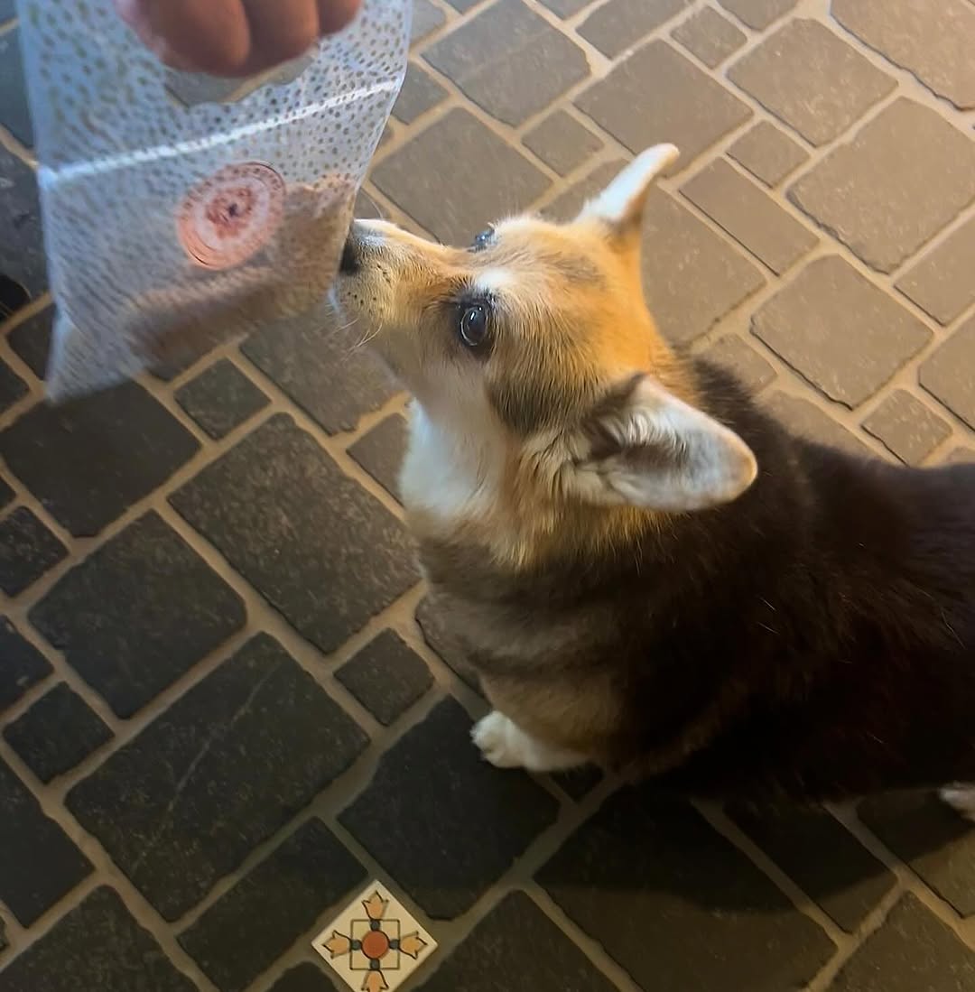 Corgi Ginny with Golden Goodies treats