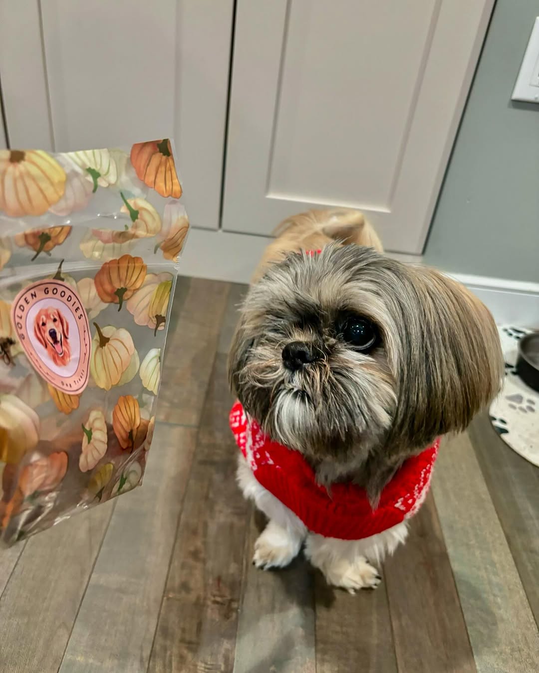 Bella enjoying Golden Goodies treats
