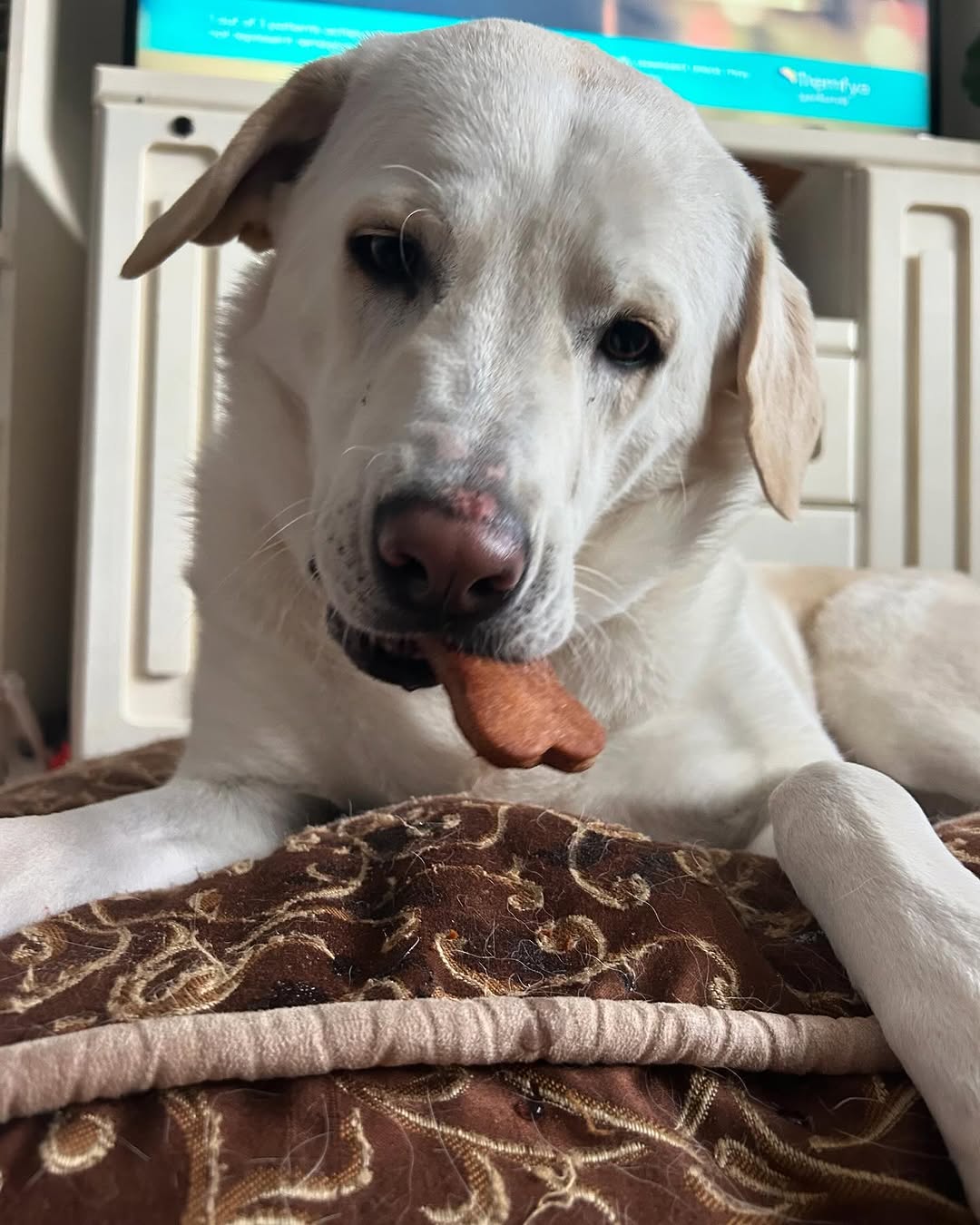 Sophie with Golden Goodies treats