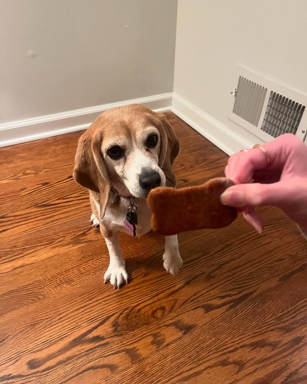 Jakey with Golden Goodies treats