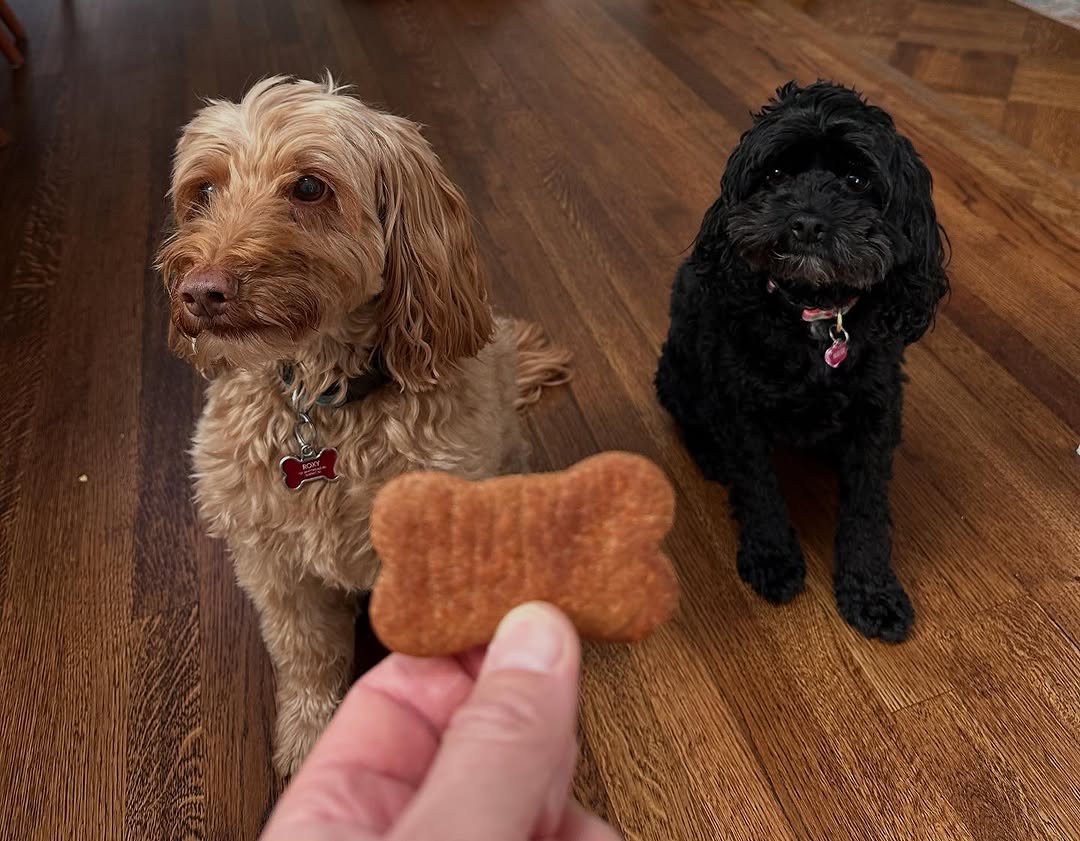 Dog enjoying Golden Goodies treats